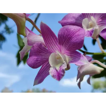 Fresh Orchid Flower